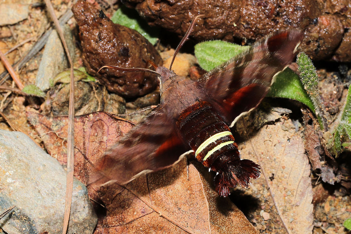 Nessus Sphinx (Amphion floridensis) Nectaring on what I'm assuming was stray dog feces. At a mixed forest edge.<br />
<br />
It was a struggle to photograph this moth as it was moving so quickly. The wingbeats were so fast that the air was vibrating! <br />
<figure class="photo"><a href="https://www.jungledragon.com/image/112177/nessus_sphinx_amphion_floridensis.html" title="Nessus Sphinx (Amphion floridensis)"><img src="https://s3.amazonaws.com/media.jungledragon.com/images/3231/112177_thumb.jpg?AWSAccessKeyId=05GMT0V3GWVNE7GGM1R2&Expires=1770854410&Signature=onRE3%2BaegQqLhdT2MZF6prL9%2FuA%3D" width="200" height="134" alt="Nessus Sphinx (Amphion floridensis) Nectaring on what I'm assuming was stray dog feces. At a mixed forest edge.<br />
<br />
It was a struggle to photograph this moth as it was moving so quickly. The wingbeats were so fast that the air was vibrating! <br />
https://www.jungledragon.com/image/112178/nessus_sphinx_amphion_floridensis.html<br />
https://www.jungledragon.com/image/112176/nessus_sphinx_amphion_floridensis.html Amphion floridensis,Geotagged,Nessus sphinx,Spring,United States" /></a></figure><br />
<figure class="photo"><a href="https://www.jungledragon.com/image/112176/nessus_sphinx_amphion_floridensis.html" title="Nessus Sphinx (Amphion floridensis)"><img src="https://s3.amazonaws.com/media.jungledragon.com/images/3231/112176_thumb.jpg?AWSAccessKeyId=05GMT0V3GWVNE7GGM1R2&Expires=1770854410&Signature=hlAzqRkoIUbX17Sl1UHmRtqEtaU%3D" width="200" height="134" alt="Nessus Sphinx (Amphion floridensis) Nectaring on what I'm assuming was stray dog feces. At a mixed forest edge.<br />
<br />
It was a struggle to photograph this moth as it was moving so quickly. The wingbeats were so fast that the air was vibrating!<br />
https://www.jungledragon.com/image/112178/nessus_sphinx_amphion_floridensis.html<br />
https://www.jungledragon.com/image/112177/nessus_sphinx_amphion_floridensis.html Amphion floridensis,Geotagged,Nessus sphinx,Spring,United States" /></a></figure> Amphion floridensis,Geotagged,Nessus sphinx,Spring,United States