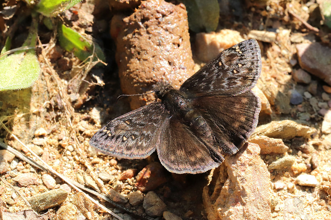 Juvenal's Duskywing (Erynnis juvenalis) Nectaring on what I&#039;m assuming was stray dog feces. At a mixed forest edge.<br />
 Erynnis juvenalis,Geotagged,Juvenals duskywing,Spring,United States