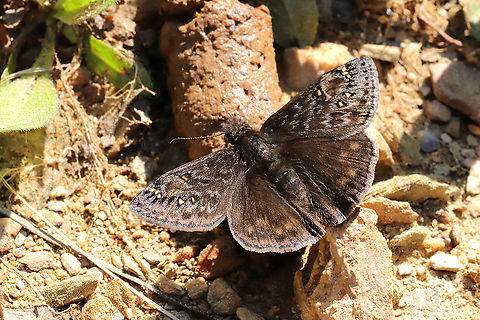 Juvenal's Duskywing (Erynnis juvenalis) Nectaring on what I'm assuming was stray dog feces. At a mixed forest edge.
 Erynnis juvenalis,Geotagged,Juvenals duskywing,Spring,United States