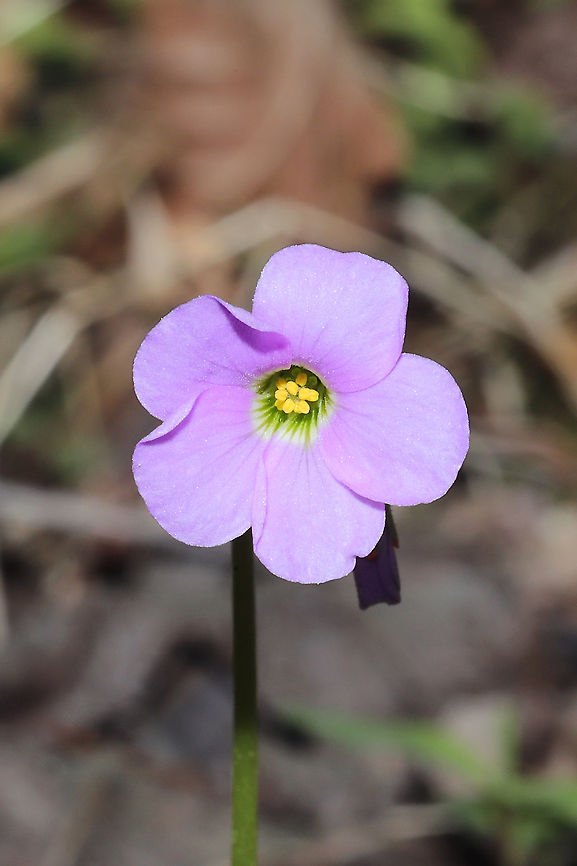 Violet Woodsorrel (Oxalis violacea) Growing at a mixed forest edge.<br />
 Geotagged,Oxalis violacea,Spring,United States,Violet wood-sorrel