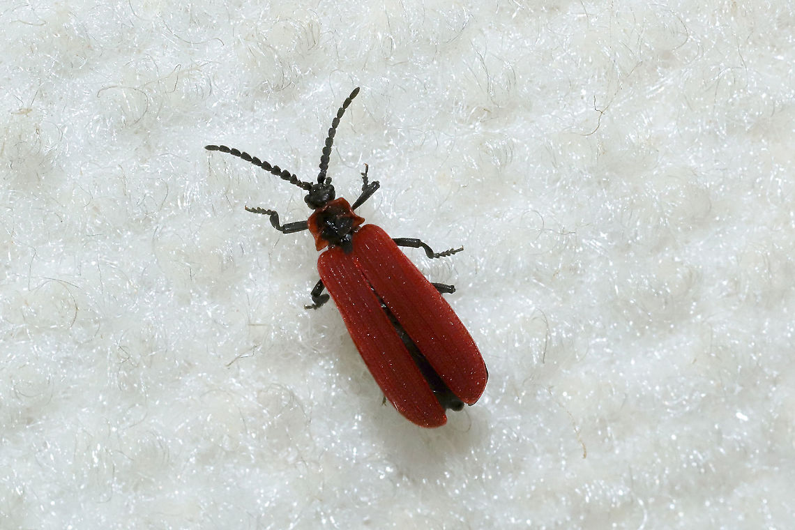 Golden Net-winged Beetle (Dictyoptera aurora) In a camper/RV near a disturbed mixed forest edge.<br />
 Dictyoptera  aurora,Dictyoptera aurora,Geotagged,United States,Winter