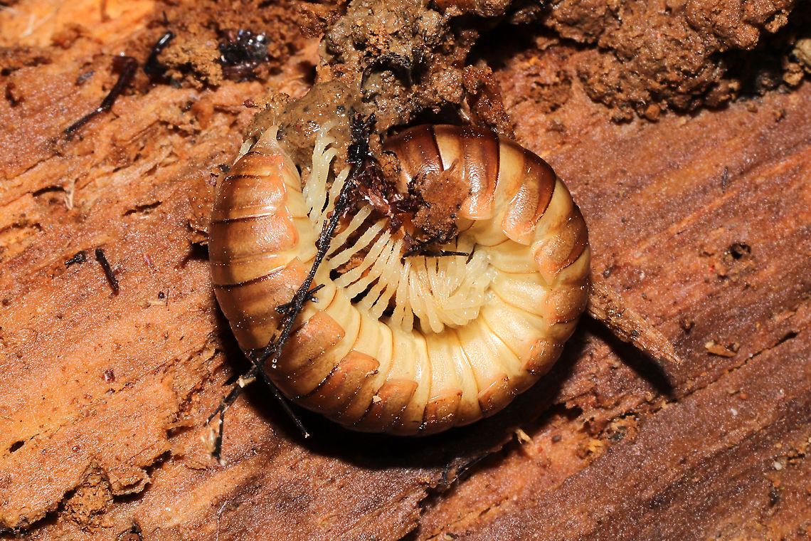 Dicellarius sp. Fairly large (chonky) millipede under a log on a woodland trail.<br />
 Geotagged,United States,Winter