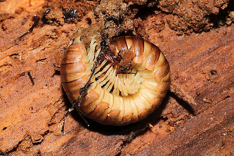 Dicellarius sp. Fairly large (chonky) millipede under a log on a woodland trail.
 Geotagged,United States,Winter