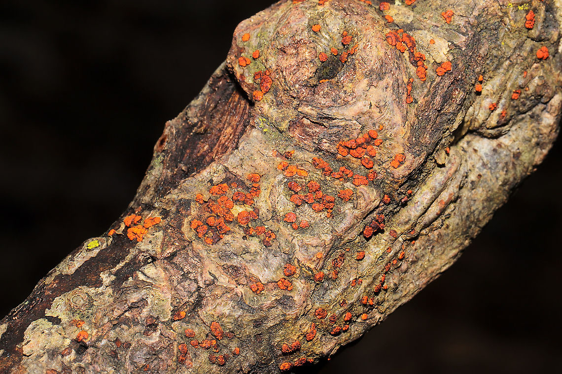 Orange Hobnail Canker (Melogramma gyrosum) Ascomycete fungus on a branch/log in a mixed forest understory.<br />
 Endothia radicalis,Geotagged,Melogramma gyrosum,United States,Winter