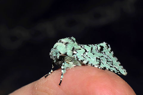 Major Sallow (Feralia major)? At a porchlight at a disturbed mixed forest edge.
https://www.jungledragon.com/image/112451/major_sallow_feralia_major.html
https://www.jungledragon.com/image/112450/major_sallow_feralia_major.html Feralia major,Geotagged,Major sallow,United States,Winter