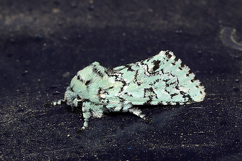 Major Sallow (Feralia major)? At a porchlight at a disturbed mixed forest edge.
https://www.jungledragon.com/image/112451/major_sallow_feralia_major.html
https://www.jungledragon.com/image/112449/major_sallow_feralia_major.html Feralia major,Geotagged,Major sallow,United States,Winter
