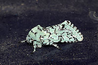 Major Sallow (Feralia major)? At a porchlight at a disturbed mixed forest edge.<br />
https://www.jungledragon.com/image/112451/major_sallow_feralia_major.html<br />
https://www.jungledragon.com/image/112449/major_sallow_feralia_major.html Feralia major,Geotagged,Major sallow,United States,Winter