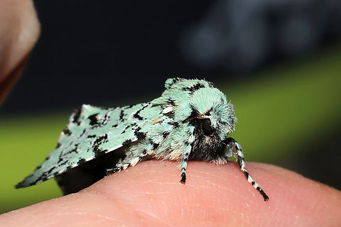 Major Sallow (Feralia major)? At a porchlight at a disturbed mixed forest edge. 
https://www.jungledragon.com/image/112450/major_sallow_feralia_major.html
https://www.jungledragon.com/image/112449/major_sallow_feralia_major.html Feralia major,Geotagged,Major sallow,United States,Winter