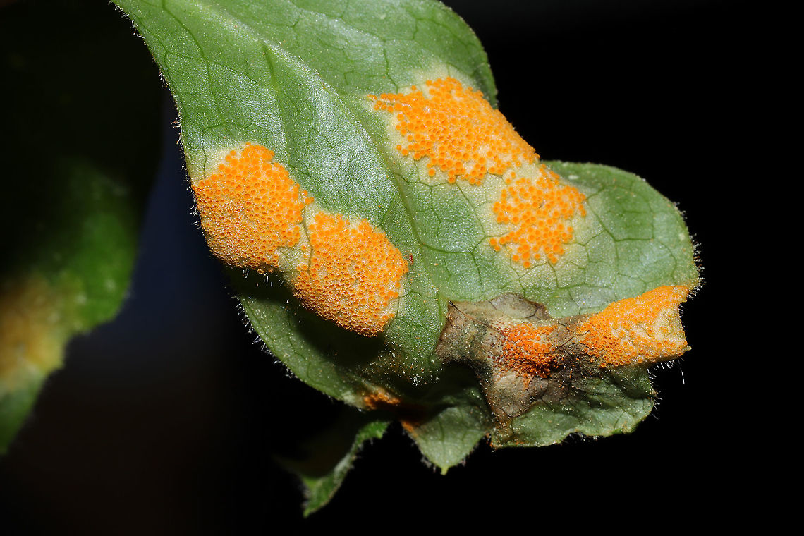 Mayapple Rust (Allodus podophylli) Bright orange rust fungus on the underside of a Mayapple leaf.<br />
<figure class="photo"><a href="https://www.jungledragon.com/image/112457/mayapple_rust_allodus_podophylli.html" title="Mayapple Rust (Allodus podophylli)"><img src="https://s3.amazonaws.com/media.jungledragon.com/images/3231/112457_thumb.jpg?AWSAccessKeyId=05GMT0V3GWVNE7GGM1R2&Expires=1767225610&Signature=urbldVWAQMj06dqgwSR%2B2ACoQLg%3D" width="200" height="134" alt="Mayapple Rust (Allodus podophylli) Bright orange rust fungus on the underside of a Mayapple leaf.<br />
https://www.jungledragon.com/image/112456/mayapple_rust_allodus_podophylli.html Allodus podophylli,Geotagged,Mayapple Rust,Spring,United States" /></a></figure> Allodus podophylli,Geotagged,Mayapple Rust,Spring,United States