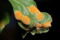 Mayapple Rust (Allodus podophylli) Bright orange rust fungus on the underside of a Mayapple leaf.<br />
https://www.jungledragon.com/image/112457/mayapple_rust_allodus_podophylli.html Allodus podophylli,Geotagged,Mayapple Rust,Spring,United States