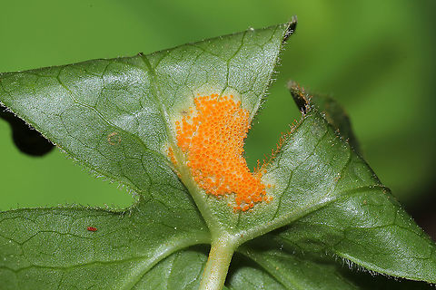Mayapple Rust (Allodus podophylli) Bright orange rust fungus on the underside of a Mayapple leaf.
https://www.jungledragon.com/image/112456/mayapple_rust_allodus_podophylli.html Allodus podophylli,Geotagged,Mayapple Rust,Spring,United States