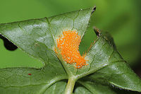 Mayapple Rust (Allodus podophylli) Bright orange rust fungus on the underside of a Mayapple leaf.<br />
https://www.jungledragon.com/image/112456/mayapple_rust_allodus_podophylli.html Allodus podophylli,Geotagged,Mayapple Rust,Spring,United States