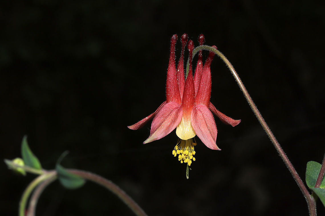 Red Columbine (Aquilegia canadensis) At a mixed forest edge.<br />
<figure class="photo"><a href="https://www.jungledragon.com/image/112475/red_columbine_aquilegia_canadensis.html" title="Red Columbine (Aquilegia canadensis)"><img src="https://s3.amazonaws.com/media.jungledragon.com/images/3231/112475_thumb.jpg?AWSAccessKeyId=05GMT0V3GWVNE7GGM1R2&Expires=1759968010&Signature=cFDRiNFrgaSLmL3CXRb8e2E8d6Q%3D" width="200" height="134" alt="Red Columbine (Aquilegia canadensis) At a mixed forest edge. <br />
https://www.jungledragon.com/image/112470/red_columbine_aquilegia_canadensis.html<br />
https://www.jungledragon.com/image/112476/red_columbine_aquilegia_canadensis.html<br />
https://www.jungledragon.com/image/112474/red_columbine_aquilegia_canadensis.html Aquilegia canadensis,Eastern Columbine,Geotagged,Spring,United States" /></a></figure><br />
<figure class="photo"><a href="https://www.jungledragon.com/image/112476/red_columbine_aquilegia_canadensis.html" title="Red Columbine (Aquilegia canadensis)"><img src="https://s3.amazonaws.com/media.jungledragon.com/images/3231/112476_thumb.jpg?AWSAccessKeyId=05GMT0V3GWVNE7GGM1R2&Expires=1759968010&Signature=78d7sAfqnCGOuZVuMcD%2Fwnz0ATA%3D" width="200" height="134" alt="Red Columbine (Aquilegia canadensis) At a mixed forest edge. <br />
https://www.jungledragon.com/image/112470/red_columbine_aquilegia_canadensis.html<br />
https://www.jungledragon.com/image/112475/red_columbine_aquilegia_canadensis.html<br />
https://www.jungledragon.com/image/112474/red_columbine_aquilegia_canadensis.html<br />
 Aquilegia canadensis,Eastern Columbine,Geotagged,Spring,United States" /></a></figure><br />
<figure class="photo"><a href="https://www.jungledragon.com/image/112474/red_columbine_aquilegia_canadensis.html" title="Red Columbine (Aquilegia canadensis)"><img src="https://s3.amazonaws.com/media.jungledragon.com/images/3231/112474_thumb.jpg?AWSAccessKeyId=05GMT0V3GWVNE7GGM1R2&Expires=1759968010&Signature=CDeO%2BHWZ3JlattfxNJECaXfit3I%3D" width="200" height="134" alt="Red Columbine (Aquilegia canadensis) At a mixed forest edge.<br />
https://www.jungledragon.com/image/112470/red_columbine_aquilegia_canadensis.html<br />
https://www.jungledragon.com/image/112476/red_columbine_aquilegia_canadensis.html<br />
https://www.jungledragon.com/image/112475/red_columbine_aquilegia_canadensis.html Aquilegia canadensis,Eastern Columbine,Geotagged,Spring,United States" /></a></figure><br />
 Aquilegia canadensis,Eastern Columbine,Geotagged,Spring,United States
