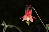 Red Columbine (Aquilegia canadensis) At a mixed forest edge.<br />
https://www.jungledragon.com/image/112475/red_columbine_aquilegia_canadensis.html<br />
https://www.jungledragon.com/image/112476/red_columbine_aquilegia_canadensis.html<br />
https://www.jungledragon.com/image/112474/red_columbine_aquilegia_canadensis.html<br />
Aquilegia canadensis,Eastern Columbine,Geotagged,Spring,United States