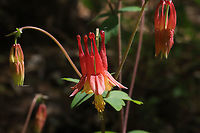 Red Columbine (Aquilegia canadensis) At a mixed forest edge.<br />
https://www.jungledragon.com/image/112470/red_columbine_aquilegia_canadensis.html<br />
https://www.jungledragon.com/image/112476/red_columbine_aquilegia_canadensis.html<br />
https://www.jungledragon.com/image/112475/red_columbine_aquilegia_canadensis.html Aquilegia canadensis,Eastern Columbine,Geotagged,Spring,United States