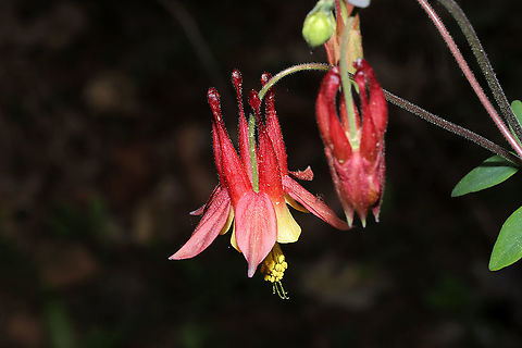 Red Columbine (Aquilegia canadensis) At a mixed forest edge. 
https://www.jungledragon.com/image/112470/red_columbine_aquilegia_canadensis.html
https://www.jungledragon.com/image/112476/red_columbine_aquilegia_canadensis.html
https://www.jungledragon.com/image/112474/red_columbine_aquilegia_canadensis.html Aquilegia canadensis,Eastern Columbine,Geotagged,Spring,United States
