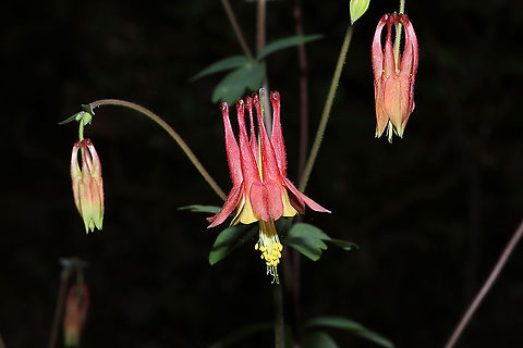 Red Columbine (Aquilegia canadensis) At a mixed forest edge. 
https://www.jungledragon.com/image/112470/red_columbine_aquilegia_canadensis.html
https://www.jungledragon.com/image/112475/red_columbine_aquilegia_canadensis.html
https://www.jungledragon.com/image/112474/red_columbine_aquilegia_canadensis.html
 Aquilegia canadensis,Eastern Columbine,Geotagged,Spring,United States