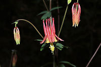 Red Columbine (Aquilegia canadensis) At a mixed forest edge. <br />
https://www.jungledragon.com/image/112470/red_columbine_aquilegia_canadensis.html<br />
https://www.jungledragon.com/image/112475/red_columbine_aquilegia_canadensis.html<br />
https://www.jungledragon.com/image/112474/red_columbine_aquilegia_canadensis.html<br />
 Aquilegia canadensis,Eastern Columbine,Geotagged,Spring,United States