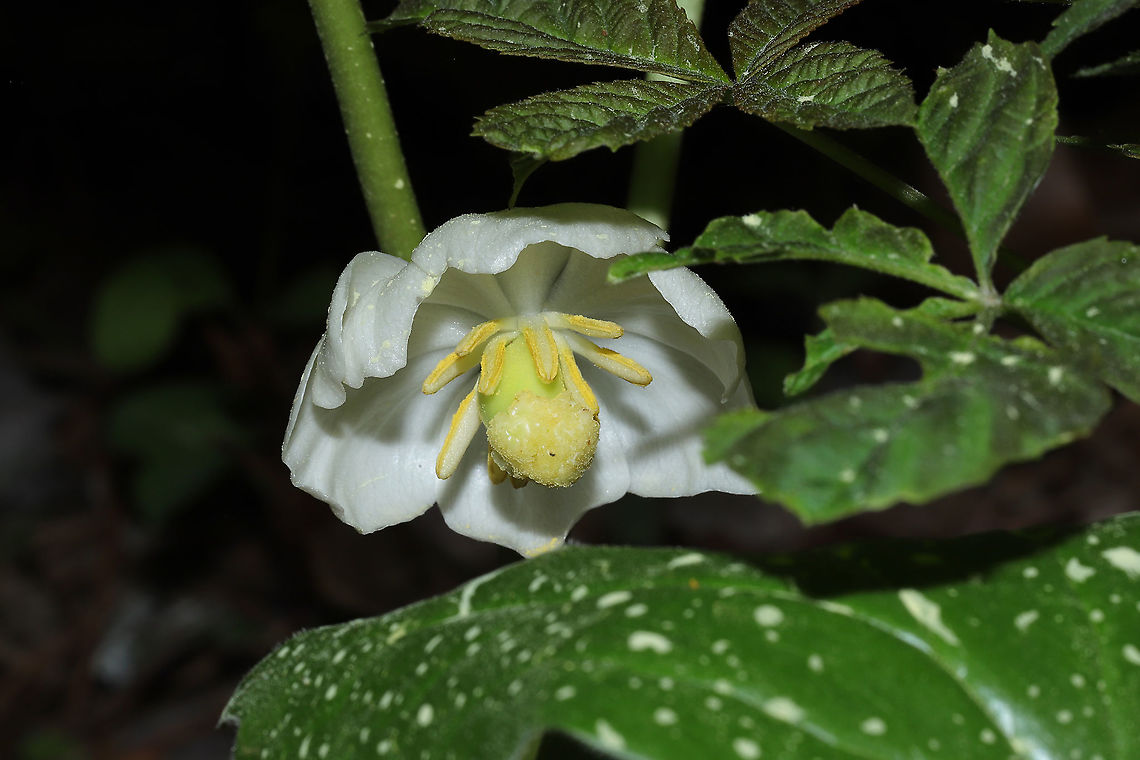 Mayapple (Podophyllum peltatum) At a mixed forest edge. Yes, that is pollen all over the plant!<br />
<figure class="photo"><a href="https://www.jungledragon.com/image/112634/mayapple_podophyllum_peltatum.html" title="Mayapple (Podophyllum peltatum)"><img src="https://s3.amazonaws.com/media.jungledragon.com/images/3231/112634_thumb.jpg?AWSAccessKeyId=05GMT0V3GWVNE7GGM1R2&Expires=1759968010&Signature=FoUcQORxI08%2FxdCL37PefvELyhc%3D" width="200" height="134" alt="Mayapple (Podophyllum peltatum) At a mixed forest edge. Yes, that is pollen all over the plant!<br />
https://www.jungledragon.com/image/112633/mayapple_podophyllum_peltatum.html Geotagged,Mayapple,Podophyllum peltatum,Spring,United States" /></a></figure> Geotagged,Mayapple,Podophyllum peltatum,Spring,United States