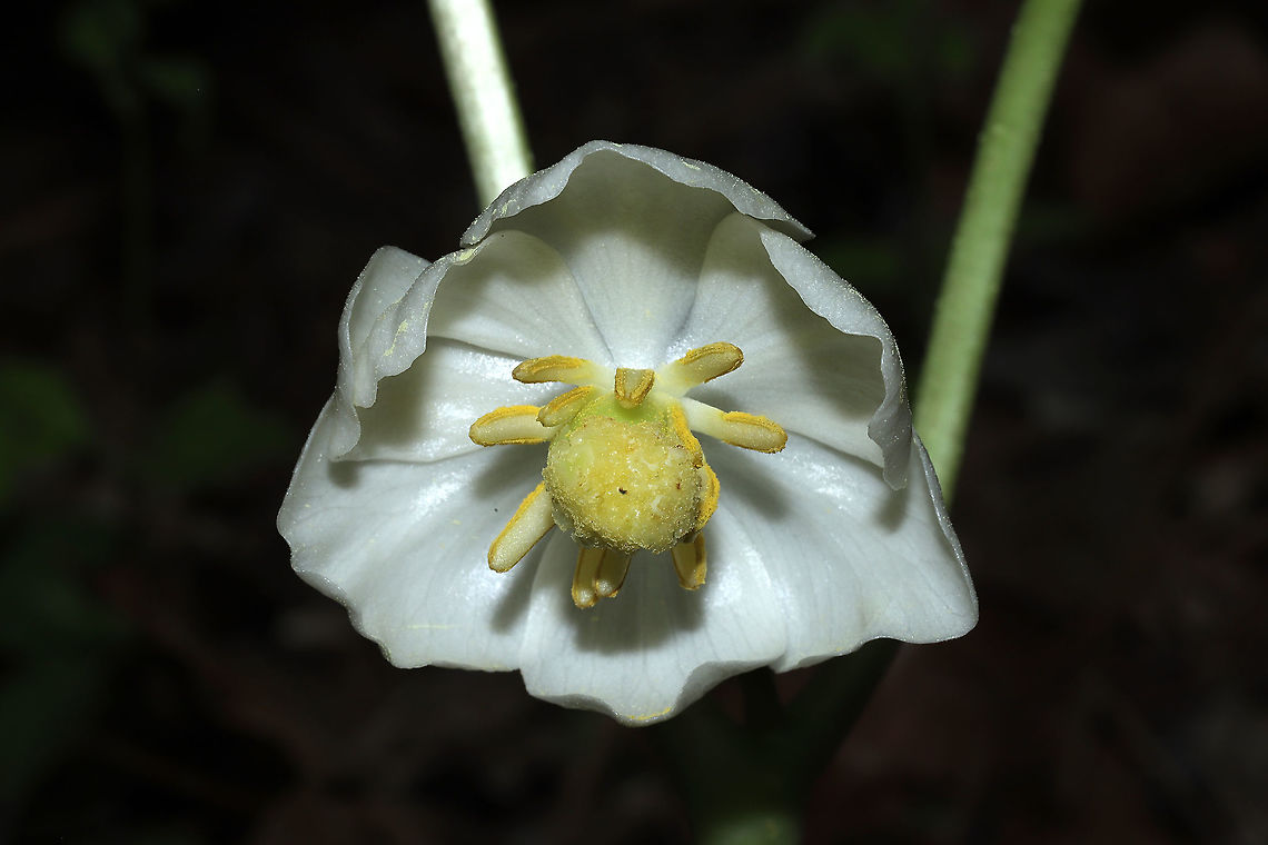 Mayapple (Podophyllum peltatum) At a mixed forest edge. Yes, that is pollen all over the plant!<br />
<figure class="photo"><a href="https://www.jungledragon.com/image/112633/mayapple_podophyllum_peltatum.html" title="Mayapple (Podophyllum peltatum)"><img src="https://s3.amazonaws.com/media.jungledragon.com/images/3231/112633_thumb.jpg?AWSAccessKeyId=05GMT0V3GWVNE7GGM1R2&Expires=1767225610&Signature=woGQYGWIDKT1WGCreQzROSci6X0%3D" width="200" height="134" alt="Mayapple (Podophyllum peltatum) At a mixed forest edge. Yes, that is pollen all over the plant!<br />
https://www.jungledragon.com/image/112634/mayapple_podophyllum_peltatum.html Geotagged,Mayapple,Podophyllum peltatum,Spring,United States" /></a></figure> Geotagged,Mayapple,Podophyllum peltatum,Spring,United States