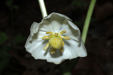 Mayapple (Podophyllum peltatum) At a mixed forest edge. Yes, that is pollen all over the plant!
https://www.jungledragon.com/image/112633/mayapple_podophyllum_peltatum.html Geotagged,Mayapple,Podophyllum peltatum,Spring,United States