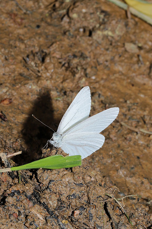 West Virginia White (Pieris virginiensis) Vulnerable Worldwide and Vulnerable Locally (S3). <br />
<br />
ID confirmed. A rare find! I had two of them fluttering around my muddy boots, hoping to nectar on both me and the mud I had picked up. It was hard to get any good shots, but I plan on going back down to the valley for a look (and hopefully some better photos).<br />
<br />
This species is on the rapid decline due to forest/habitat fragmentation. According to BugGuide, "The introduction of the non-native garlic mustard Alliaria petiolata endangers this butterfly that sometimes lays its eggs on it but the caterpillars find it indigestible." Geotagged,Pieris virginiensis,Spring,United States,West Virginia white