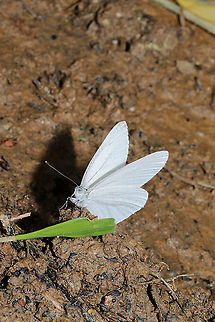 West Virginia White (Pieris virginiensis) Vulnerable Worldwide and Vulnerable Locally (S3). 

ID confirmed. A rare find!  I had two of them fluttering around my muddy boots, hoping to nectar on both me and the mud I had picked up. It was hard to get any good shots, but I plan on going back down to the valley for a look (and hopefully some better photos).

This species is on the rapid decline due to forest/habitat fragmentation. According to BugGuide, "The introduction of the non-native garlic mustard Alliaria petiolata endangers this butterfly that sometimes lays its eggs on it but the caterpillars find it indigestible." Geotagged,Pieris  virginiensis,Spring,United States,West Virginia white
