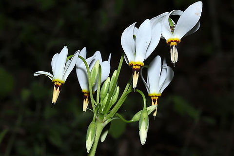 Eastern Shooting Star (Primula meadia) Growing on a mixed woodland trail.
https://www.jungledragon.com/image/112759/eastern_shooting_star_primula_meadia.html
https://www.jungledragon.com/image/112758/eastern_shooting_star_primula_meadia.html Dodecatheon meadia,Geotagged,Shooting star,Spring,United States
