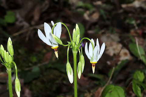Eastern Shooting Star (Primula meadia) Growing on a mixed woodland trail.
https://www.jungledragon.com/image/112759/eastern_shooting_star_primula_meadia.html
https://www.jungledragon.com/image/112757/eastern_shooting_star_primula_meadia.html Dodecatheon meadia,Geotagged,Shooting star,Spring,United States