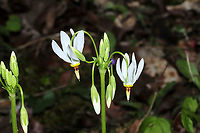 Eastern Shooting Star (Primula meadia) Growing on a mixed woodland trail.<br />
https://www.jungledragon.com/image/112759/eastern_shooting_star_primula_meadia.html<br />
https://www.jungledragon.com/image/112757/eastern_shooting_star_primula_meadia.html Dodecatheon meadia,Geotagged,Shooting star,Spring,United States