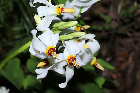 Eastern Shooting Star (Primula meadia) Growing on a mixed woodland trail. 
https://www.jungledragon.com/image/112758/eastern_shooting_star_primula_meadia.html
https://www.jungledragon.com/image/112757/eastern_shooting_star_primula_meadia.html Dodecatheon meadia,Geotagged,Shooting star,Spring,United States