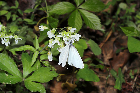 West Virginia White (Pieris virginiensis) Nectaring on Cardamine concatenata in a moist mixed forest valley, near a seasonal stream.
 Geotagged,Pieris  virginiensis,Spring,United States,West Virginia White