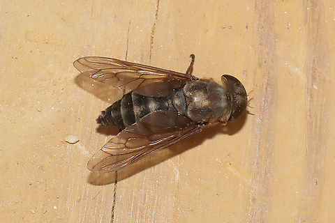 Tabanus calens Dead individual found at the disturbed edge of a dense mixed forest.
 Geotagged,Summer,Tabanus calens,United States