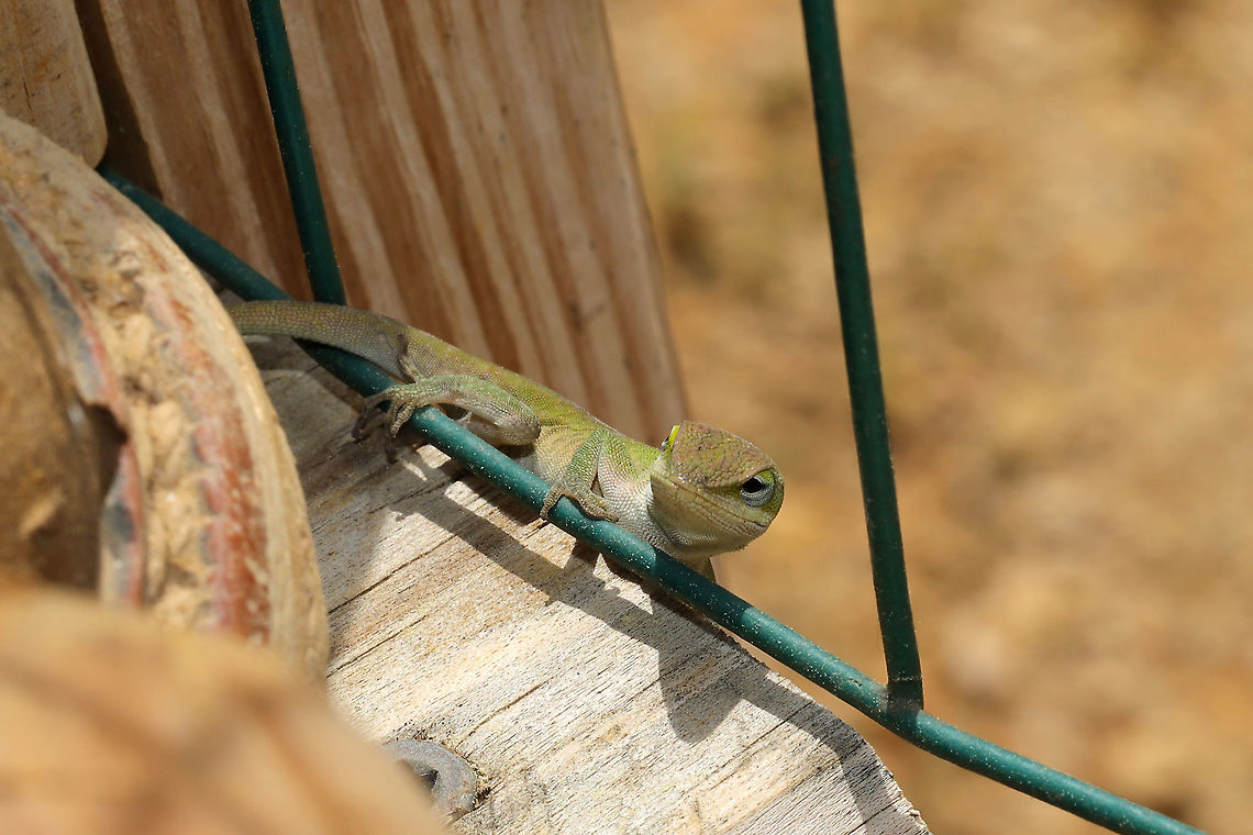 Carolina Anole (Anolis carolinensis) Our resident anoles are back for the year. This one was looking proud after having caught a paper wasp. I, unfortunately, didn't catch the feast on camera; it only lasted a few seconds. Anolis carolinensis,Carolina anole,Geotagged,Spring,United States