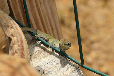 Carolina Anole (Anolis carolinensis) Our resident anoles are back for the year. This one was looking proud after having caught a paper wasp. I, unfortunately, didn't catch the feast on camera; it only lasted a few seconds. Anolis carolinensis,Carolina anole,Geotagged,Spring,United States