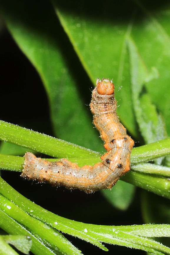 Small Phigalia Moth (Phigalia strigataria) - Larva Geometrid caterpillar on Winged Sumac (Rhus copallinum). <br />
<figure class="photo"><a href="https://www.jungledragon.com/image/113017/small_phigalia_moth_phigalia_strigataria_-_larva.html" title="Small Phigalia Moth (Phigalia strigataria) - Larva"><img src="https://s3.amazonaws.com/media.jungledragon.com/images/3231/113017_thumb.jpg?AWSAccessKeyId=05GMT0V3GWVNE7GGM1R2&Expires=1769040010&Signature=MqyVAK1AecagnlSQmUaVHUK%2Bhk0%3D" width="200" height="134" alt="Small Phigalia Moth (Phigalia strigataria) - Larva Geometrid caterpillar on Winged Sumac (Rhus copallinum).<br />
https://www.jungledragon.com/image/113016/subfamily_ennominae.html Apocheima strigataria,Geotagged,Small phigalia moth,Spring,United States" /></a></figure> Apocheima strigataria,Geotagged,Small phigalia moth,Spring,United States