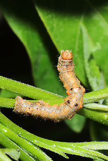 Small Phigalia Moth (Phigalia strigataria) - Larva Geometrid caterpillar on Winged Sumac (Rhus copallinum). 
https://www.jungledragon.com/image/113017/subfamily_ennominae.html Apocheima strigataria,Geotagged,Small phigalia moth,Spring,United States