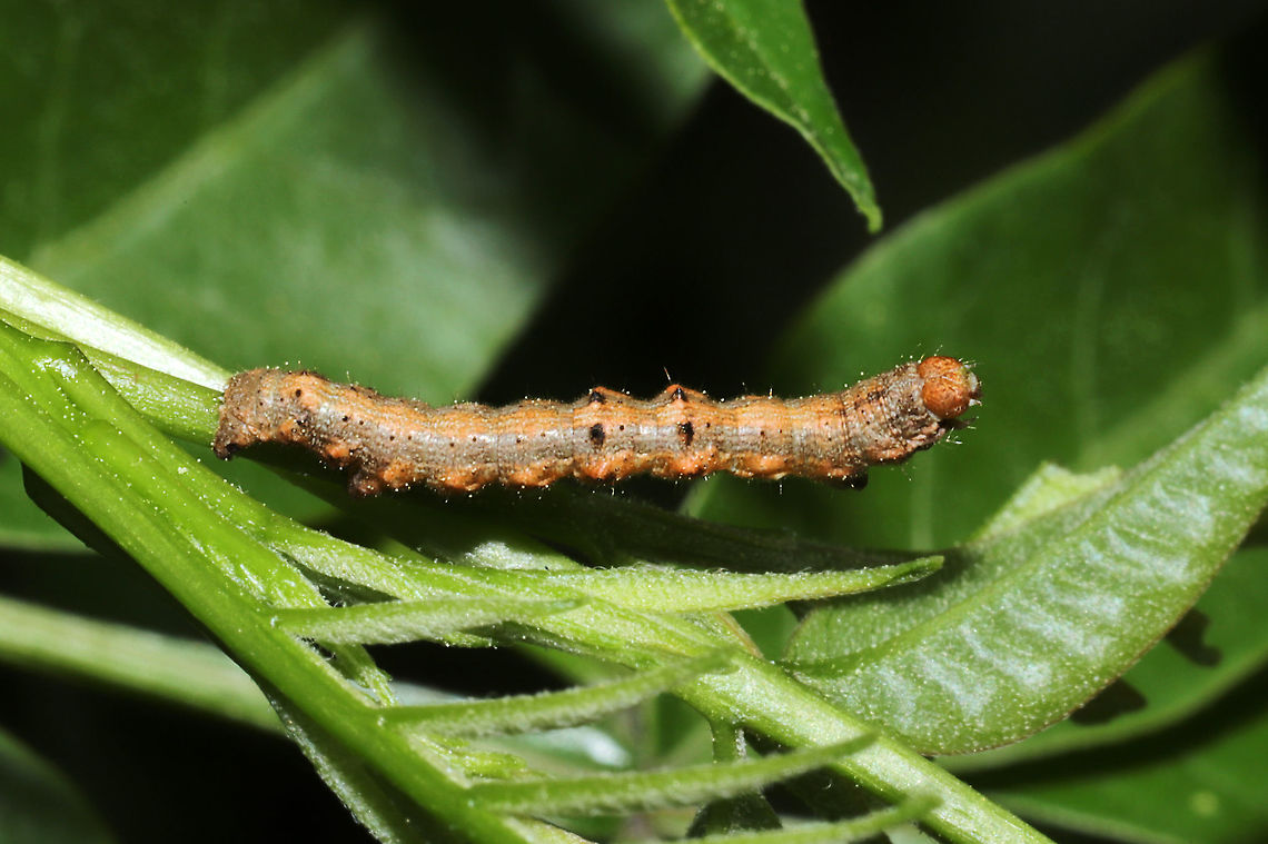 Small Phigalia Moth (Phigalia strigataria) - Larva Geometrid caterpillar on Winged Sumac (Rhus copallinum).<br />
<figure class="photo"><a href="https://www.jungledragon.com/image/113016/small_phigalia_moth_phigalia_strigataria_-_larva.html" title="Small Phigalia Moth (Phigalia strigataria) - Larva"><img src="https://s3.amazonaws.com/media.jungledragon.com/images/3231/113016_thumb.jpg?AWSAccessKeyId=05GMT0V3GWVNE7GGM1R2&Expires=1769040010&Signature=PwVz135iQvr7iDR0zyjjIb3X3Cc%3D" width="102" height="152" alt="Small Phigalia Moth (Phigalia strigataria) - Larva Geometrid caterpillar on Winged Sumac (Rhus copallinum). <br />
https://www.jungledragon.com/image/113017/subfamily_ennominae.html Apocheima strigataria,Geotagged,Small phigalia moth,Spring,United States" /></a></figure> Apocheima strigataria,Geotagged,Small phigalia moth,Spring,United States