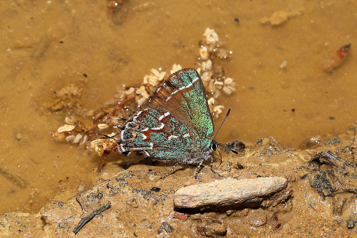 Juniper Hairstreak (Callophrys gryneus) Nectaring near a mud puddle on a forested trail.<br />
 Callophrys gryneus,Geotagged,Juniper hairstreak,Spring,United States
