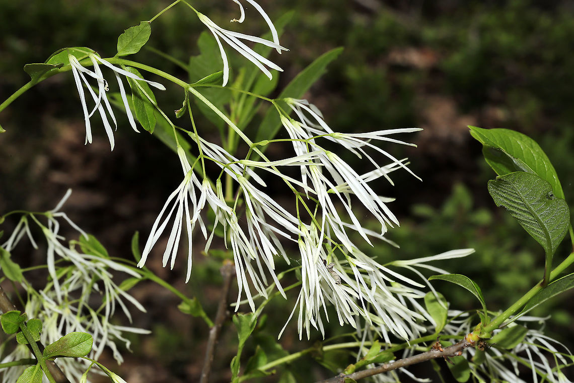 White Fringetree (Chionanthus virginicus) Sapling growing at a disturbed mixed forest edge.<br />
 Chionanthus virginicus,Geotagged,Spring,United States