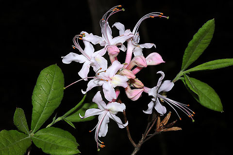 Piedmont Azalea (Rhododendron canescens) Growing on a woodland trail, near a swamp/pond.
https://www.jungledragon.com/image/113072/piedmont_azalea_rhododendron_canescens.html
https://www.jungledragon.com/image/113071/piedmont_azalea_rhododendron_canescens.html Geotagged,Rhododendron canescens,Spring,United States