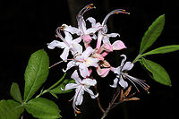 Piedmont Azalea (Rhododendron canescens) Growing on a woodland trail, near a swamp/pond.<br />
https://www.jungledragon.com/image/113072/piedmont_azalea_rhododendron_canescens.html<br />
https://www.jungledragon.com/image/113071/piedmont_azalea_rhododendron_canescens.html Geotagged,Rhododendron canescens,Spring,United States