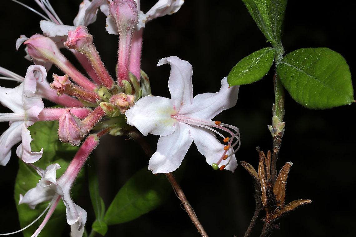 Piedmont Azalea (Rhododendron canescens) Growing on a woodland trail, near a swamp/pond.<br />
<figure class="photo"><a href="https://www.jungledragon.com/image/113072/piedmont_azalea_rhododendron_canescens.html" title="Piedmont Azalea (Rhododendron canescens)"><img src="https://s3.amazonaws.com/media.jungledragon.com/images/3231/113072_thumb.jpg?AWSAccessKeyId=05GMT0V3GWVNE7GGM1R2&Expires=1769040010&Signature=1Iy1uz6JvTirRZeRpdTFeGSntOs%3D" width="200" height="134" alt="Piedmont Azalea (Rhododendron canescens) Growing on a woodland trail, near a swamp/pond. <br />
https://www.jungledragon.com/image/113071/piedmont_azalea_rhododendron_canescens.html<br />
https://www.jungledragon.com/image/113070/piedmont_azalea_rhododendron_canescens.html Geotagged,Rhododendron canescens,Spring,United States" /></a></figure><br />
<figure class="photo"><a href="https://www.jungledragon.com/image/113070/piedmont_azalea_rhododendron_canescens.html" title="Piedmont Azalea (Rhododendron canescens)"><img src="https://s3.amazonaws.com/media.jungledragon.com/images/3231/113070_thumb.jpg?AWSAccessKeyId=05GMT0V3GWVNE7GGM1R2&Expires=1769040010&Signature=pRgdKdooRaBhYesmfB8sizw8o28%3D" width="200" height="134" alt="Piedmont Azalea (Rhododendron canescens) Growing on a woodland trail, near a swamp/pond.<br />
https://www.jungledragon.com/image/113072/piedmont_azalea_rhododendron_canescens.html<br />
https://www.jungledragon.com/image/113071/piedmont_azalea_rhododendron_canescens.html Geotagged,Rhododendron canescens,Spring,United States" /></a></figure> Geotagged,Rhododendron canescens,Spring,United States