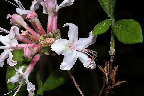 Piedmont Azalea (Rhododendron canescens) Growing on a woodland trail, near a swamp/pond.
https://www.jungledragon.com/image/113072/piedmont_azalea_rhododendron_canescens.html
https://www.jungledragon.com/image/113070/piedmont_azalea_rhododendron_canescens.html Geotagged,Rhododendron canescens,Spring,United States