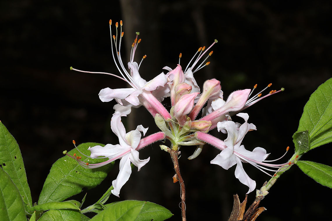 Piedmont Azalea (Rhododendron canescens) Growing on a woodland trail, near a swamp/pond. <br />
<figure class="photo"><a href="https://www.jungledragon.com/image/113071/piedmont_azalea_rhododendron_canescens.html" title="Piedmont Azalea (Rhododendron canescens)"><img src="https://s3.amazonaws.com/media.jungledragon.com/images/3231/113071_thumb.jpg?AWSAccessKeyId=05GMT0V3GWVNE7GGM1R2&Expires=1769040010&Signature=MnLb7Y9rv9kzY0AOVptftdjGttU%3D" width="200" height="134" alt="Piedmont Azalea (Rhododendron canescens) Growing on a woodland trail, near a swamp/pond.<br />
https://www.jungledragon.com/image/113072/piedmont_azalea_rhododendron_canescens.html<br />
https://www.jungledragon.com/image/113070/piedmont_azalea_rhododendron_canescens.html Geotagged,Rhododendron canescens,Spring,United States" /></a></figure><br />
<figure class="photo"><a href="https://www.jungledragon.com/image/113070/piedmont_azalea_rhododendron_canescens.html" title="Piedmont Azalea (Rhododendron canescens)"><img src="https://s3.amazonaws.com/media.jungledragon.com/images/3231/113070_thumb.jpg?AWSAccessKeyId=05GMT0V3GWVNE7GGM1R2&Expires=1769040010&Signature=pRgdKdooRaBhYesmfB8sizw8o28%3D" width="200" height="134" alt="Piedmont Azalea (Rhododendron canescens) Growing on a woodland trail, near a swamp/pond.<br />
https://www.jungledragon.com/image/113072/piedmont_azalea_rhododendron_canescens.html<br />
https://www.jungledragon.com/image/113071/piedmont_azalea_rhododendron_canescens.html Geotagged,Rhododendron canescens,Spring,United States" /></a></figure> Geotagged,Rhododendron canescens,Spring,United States