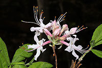 Piedmont Azalea (Rhododendron canescens) Growing on a woodland trail, near a swamp/pond. <br />
https://www.jungledragon.com/image/113071/piedmont_azalea_rhododendron_canescens.html<br />
https://www.jungledragon.com/image/113070/piedmont_azalea_rhododendron_canescens.html Geotagged,Rhododendron canescens,Spring,United States