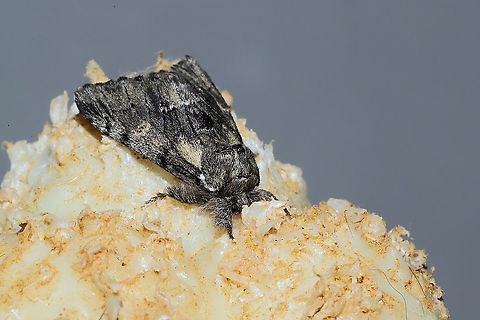 Georgian Prominent (Paraeschra georgica)  At porch lights at a mixed forest edge. Resting on a Nylabone that belongs to my dogs. Not 100 percent on the ID, so please do correct me!  Georgian Prominent,Geotagged,Paraeschra georgica,Spring,United States