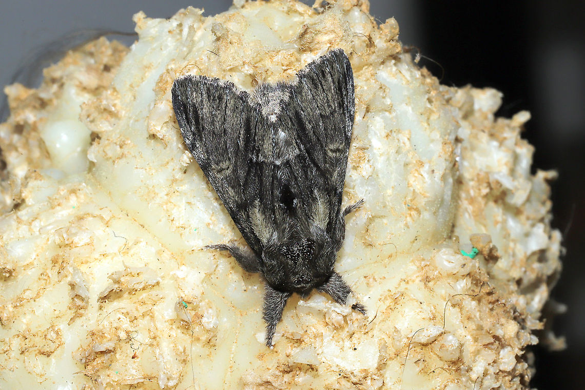 Georgian Prominent (Paraeschra georgica) At porch lights at a mixed forest edge. Resting on a Nylabone that belongs to my dogs. Not 100 percent on the ID, so please do correct me! Georgian Prominent,Geotagged,Paraeschra georgica,Spring,United States