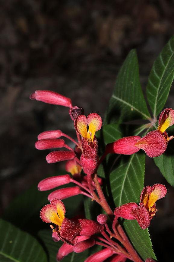 Red Buckeye (Aesculus pavia) On a mixed forested trail.<br />
<figure class="photo"><a href="https://www.jungledragon.com/image/113154/red_buckeye_aesculus_pavia.html" title="Red Buckeye (Aesculus pavia)"><img src="https://s3.amazonaws.com/media.jungledragon.com/images/3231/113154_thumb.jpg?AWSAccessKeyId=05GMT0V3GWVNE7GGM1R2&Expires=1759968010&Signature=H5znyhpEVCsJD3JZ3vkwi3JlId4%3D" width="102" height="152" alt="Red Buckeye (Aesculus pavia) On a mixed forested trail.<br />
https://www.jungledragon.com/image/113153/red_buckeye_aesculus_pavia.html Aesculus pavia,Geotagged,Red buckeye,Spring,United States" /></a></figure><br />
 Aesculus pavia,Geotagged,Red buckeye,Spring,United States