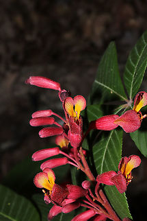 Red Buckeye (Aesculus pavia) On a mixed forested trail.
https://www.jungledragon.com/image/113154/red_buckeye_aesculus_pavia.html
 Aesculus pavia,Geotagged,Red buckeye,Spring,United States